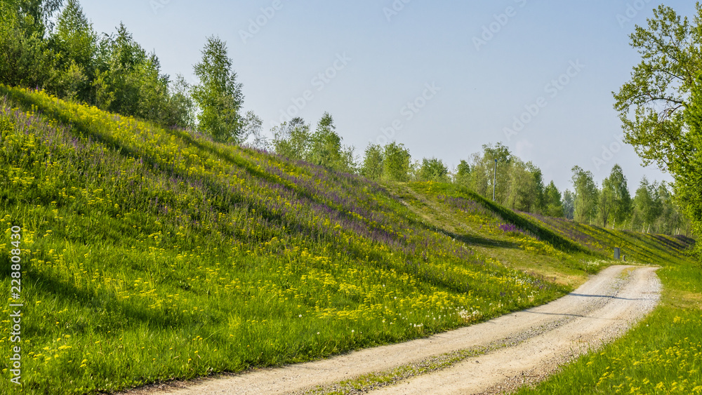 Obraz premium Flower in summer