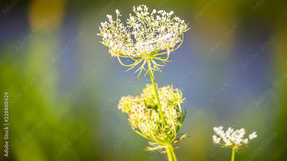 Flower in summer