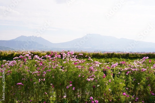 Fototapeta Naklejka Na Ścianę i Meble -  阿蘇山のふもとに咲くコスモスの花