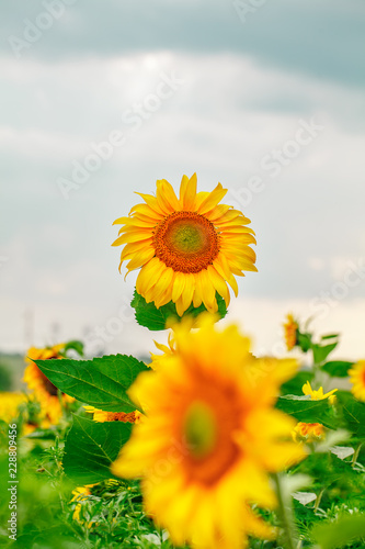 Fototapeta Naklejka Na Ścianę i Meble -  Sunflower natural background, Sunflower blooming, Sunflower oil improves skin health and promote cell regeneration
