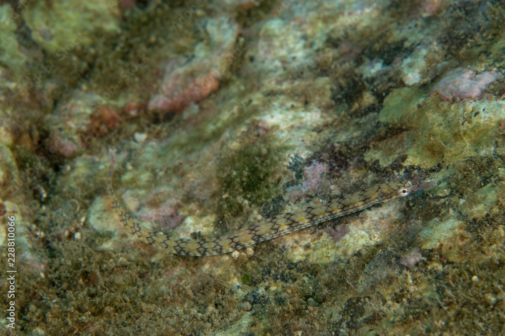 Corythoichthys flavofasciatus, Network pipefish.