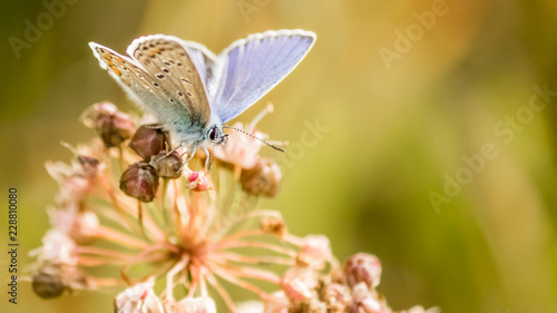 Macro of Gossamer-winged butterfly on flower