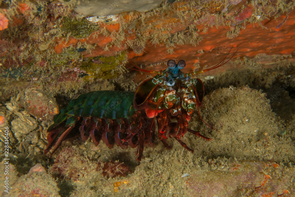 Odontodactylus Scyllarus, Peacock Mantis Shrimp. Odontodactylus Scyllarus, Peacock Mantis Shrimp.