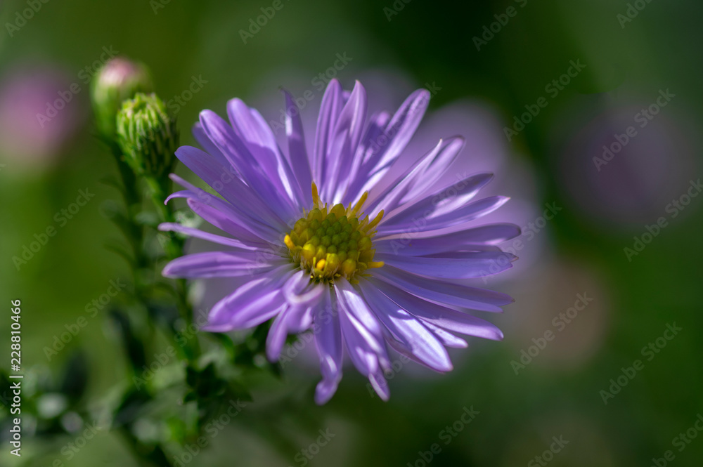 Symphyotrichum novae-angliae Michaelmas daisy in bloom, autumn ornamental herbaceous perennial plant Symphyotrichum novae-angliae Michaelmas daisy in bloom, autumn ornamental herbaceous perennial plant
