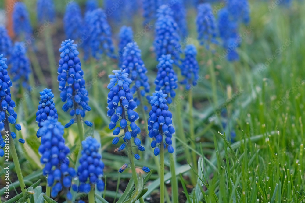 Beautiful blue wildflowers close-up in outdoor street. Beautiful blue wildflowers close-up in outdoor street.