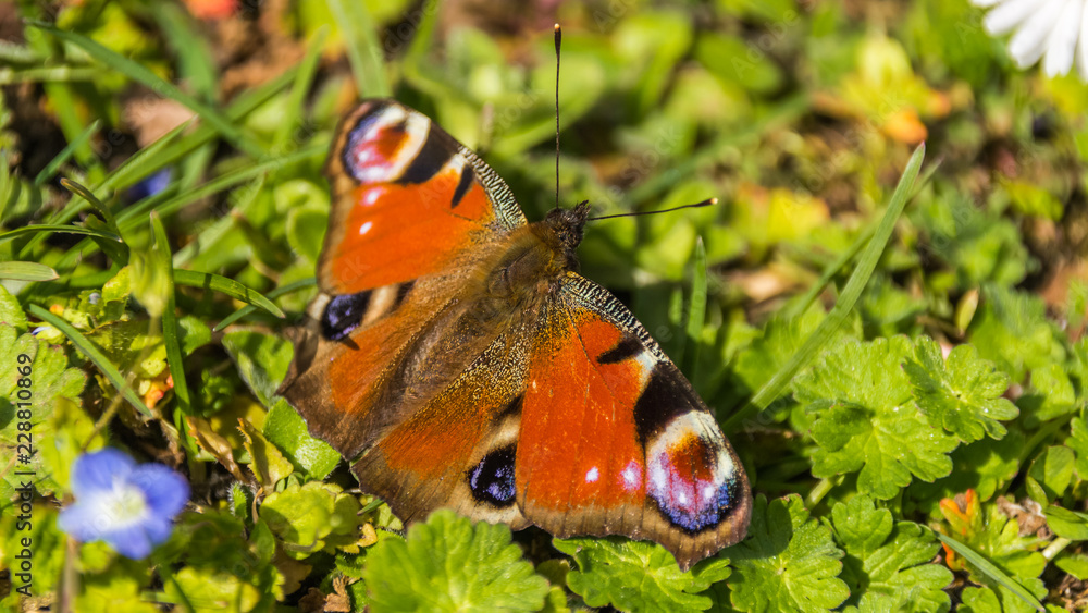 Macro of Peacock butterfly on flower Macro of Peacock butterfly on flower