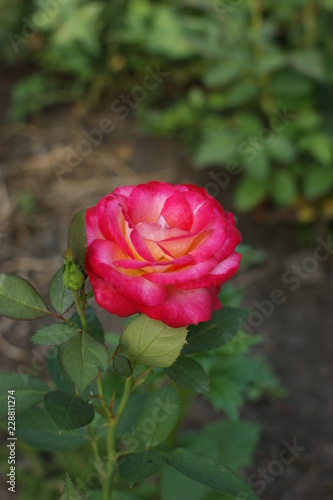 Wallpaper Mural SONY DSC Torontodigital.ca