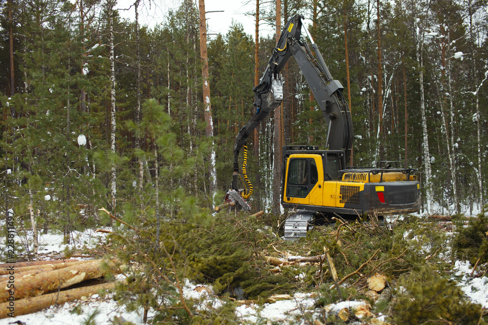 Industrial forest harvester is felling pine trees in the winter forest. Logging industry. Industrial forest harvester is felling pine trees in the winter forest. Logging industry.