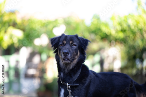 Smiling black dog in the garden © Dusadeephan Phajee