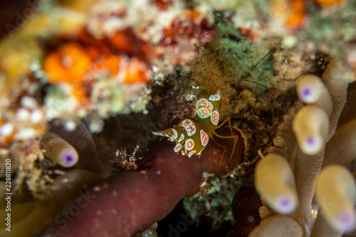 Squat Shrimp, Thor Amboinensis.