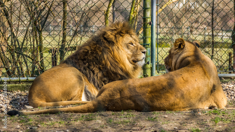 Naklejka premium Majestic lion portrait