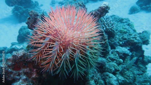 Crown of thorns starfish - Acanthaster planci - the world largest starfish , predator of hard corals, causes destruction of coral reef © Tunatura