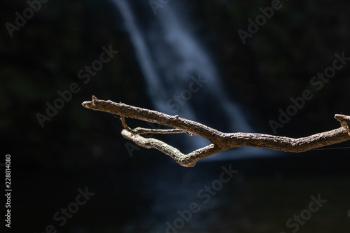 branch of a tree