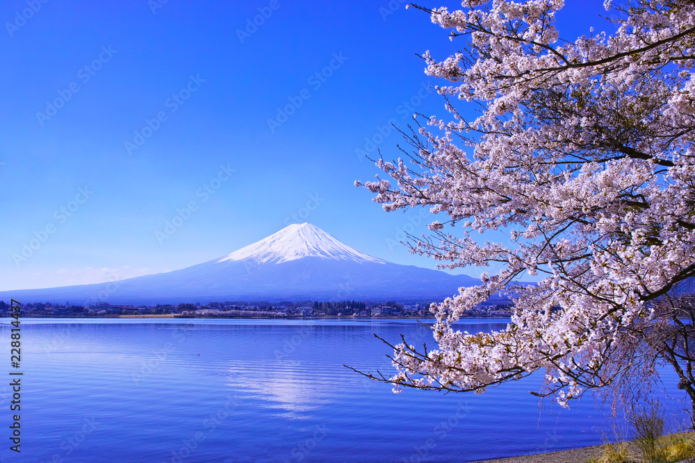 Fototapeta premium 河口湖北岸から見る満開の桜と富士山