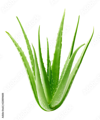 Aloe vera plant isolated on white background - clipping path included