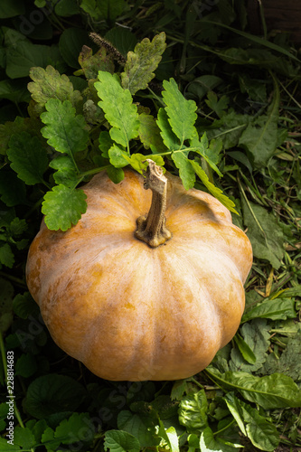 pumpkin, halloween, yellow,pumpkin on the grass