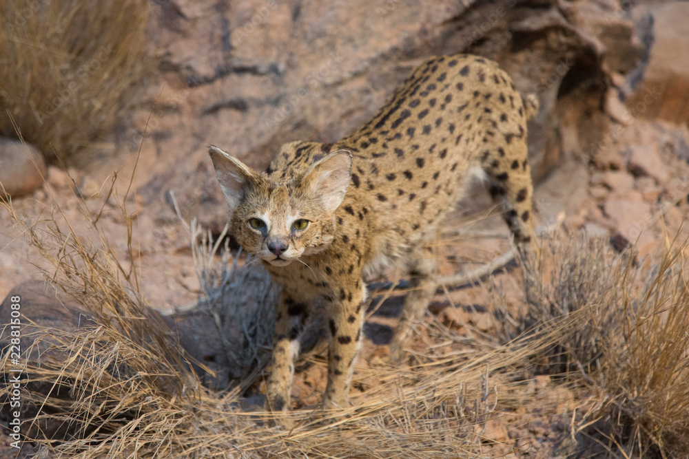 ocelot ocelot