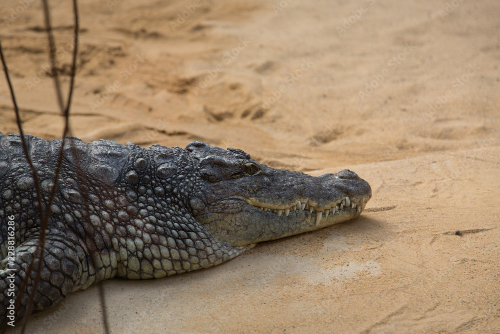 Obraz premium crocodile in a zoo