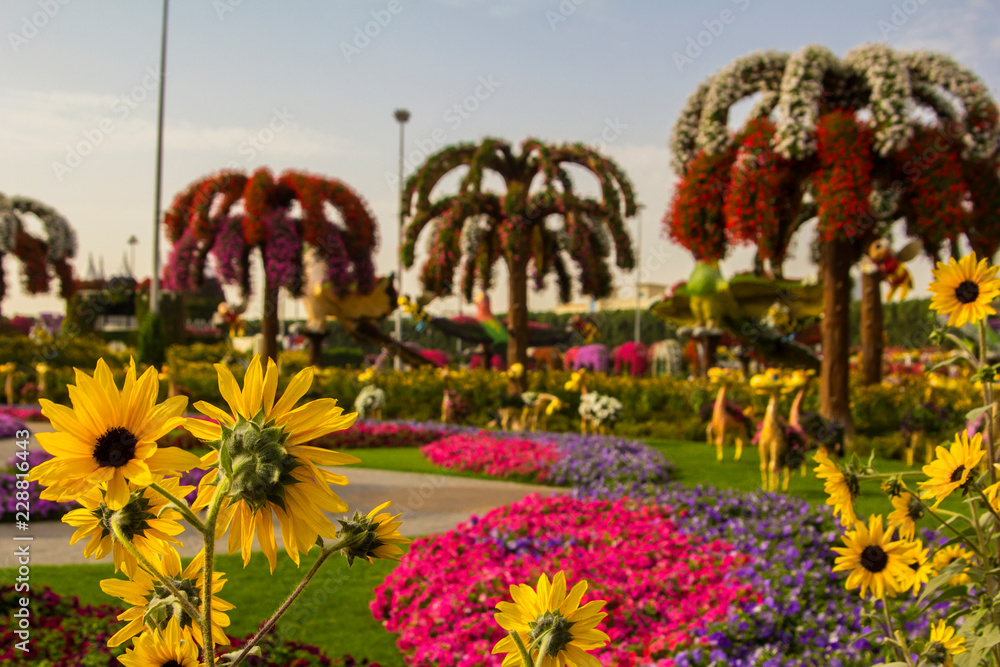 background view of the palm trees of flowers and flower meadow in the garden miracle garden 