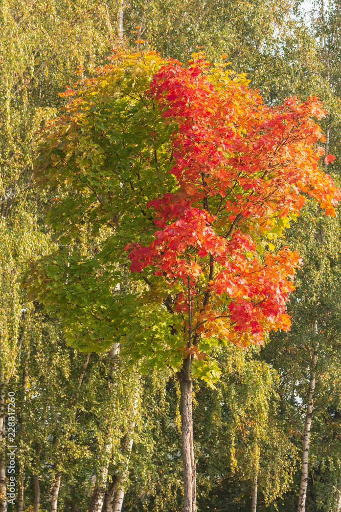 der Herbst mit bunten Blättern ist da