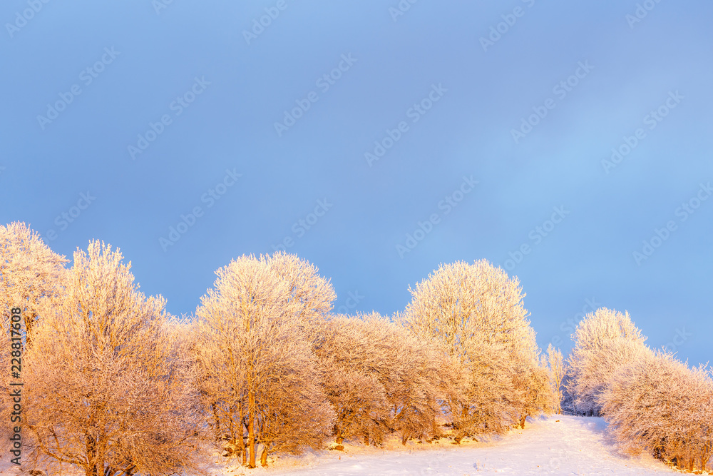 Tree grove with hoarfrost in wintry cold rural landscape Tree grove with hoarfrost in wintry cold rural landscape
