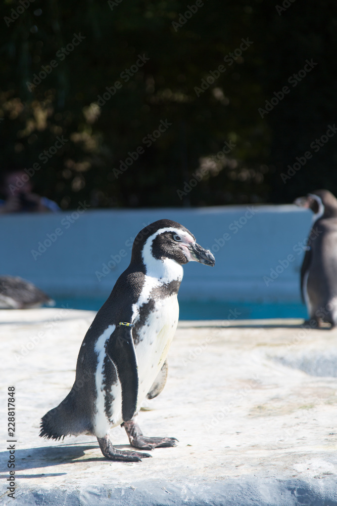 Obraz premium penguin