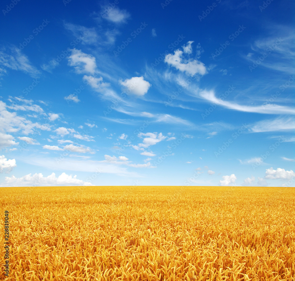 Naklejka premium wheat field and sky
