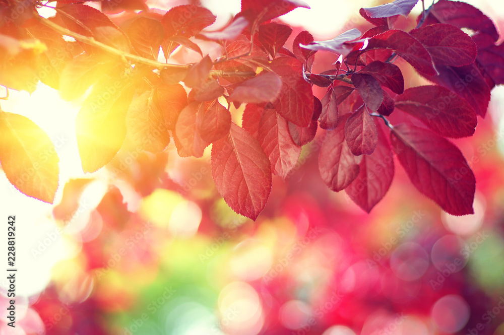 Autumn leaves on the sun. Autumn leaves on the sun.