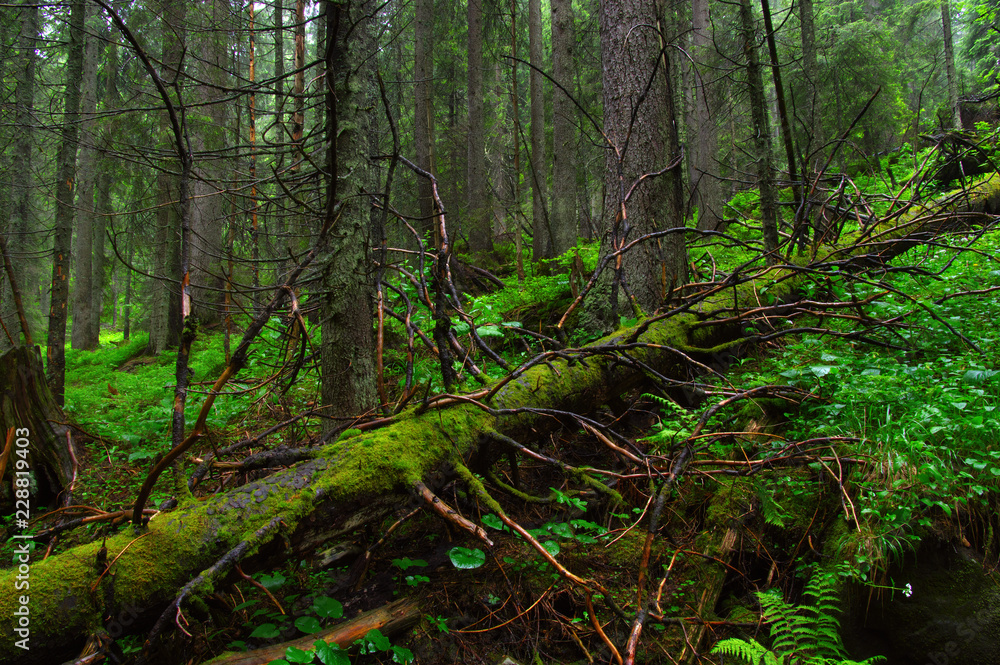 Trees in forest