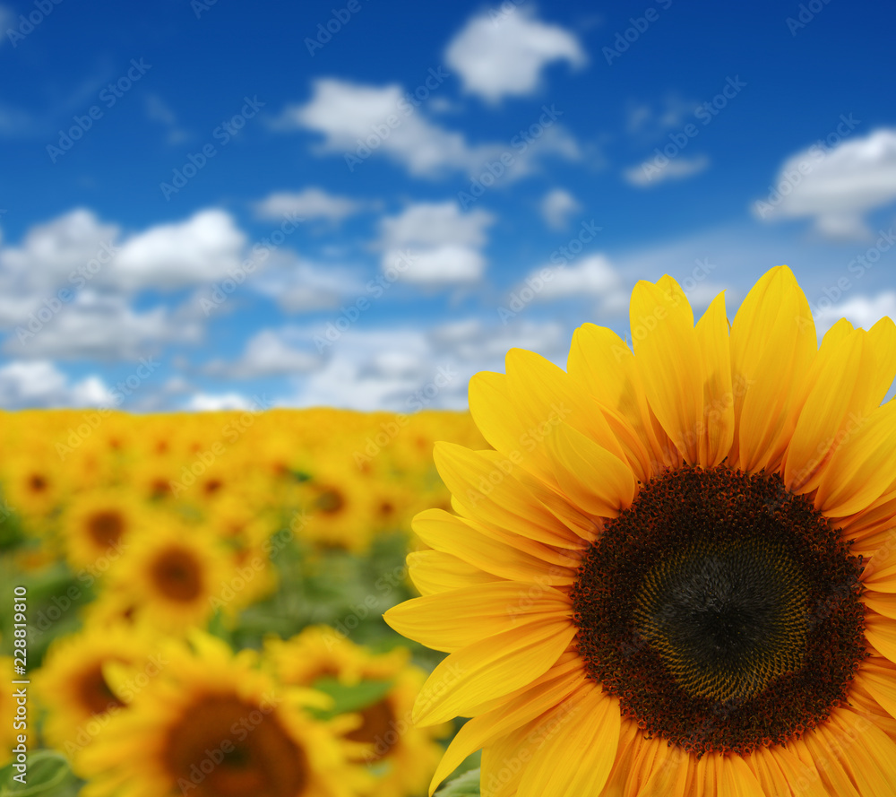 Obraz premium sunflowers field on sky