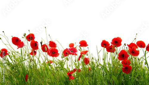 red poppies on white © Alekss