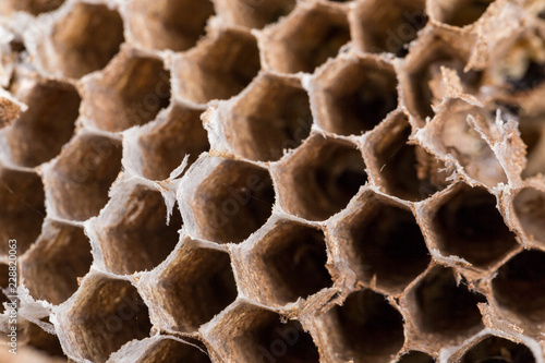 Close up of asian hornets nest inside honeycombed macro studio