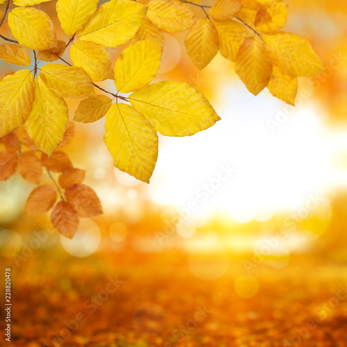  Autumn leaves on the sun