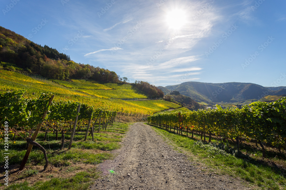 Buntes Weinlaub in der Herbstsonne an den Weinhängen auf dem Rotweinwanderweg im Ahrtal