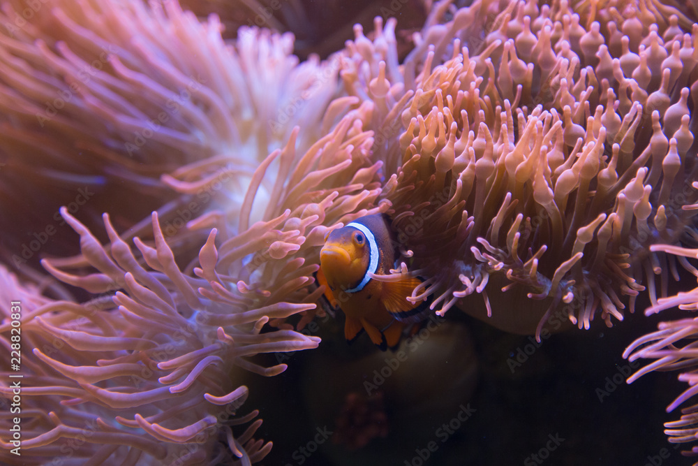 clown fish in anemone