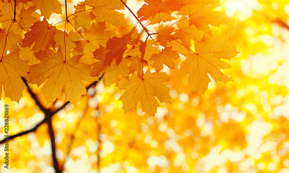  Autumn leaves on blurred nature background. - obrazy, fototapety, plakaty 