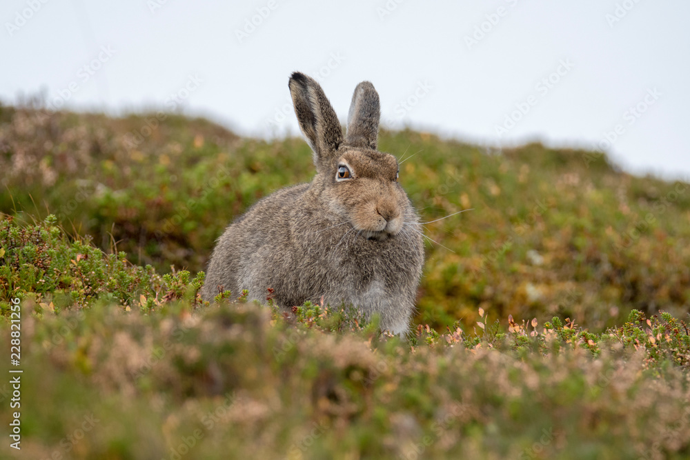 Fototapeta premium Mountain Hare in Summer Pelage Sitting in Form on Moorland in October (Lepus timidus)