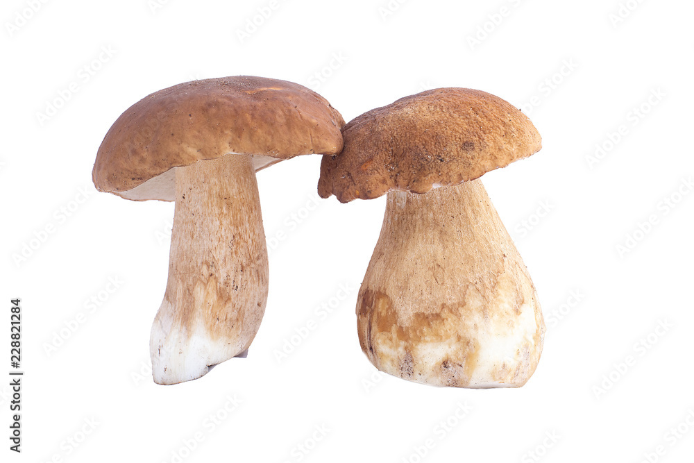 mushrooms, cmushrooms, ceps, autumneps, autumn mushrooms, cmushrooms, ceps, autumneps, autumn