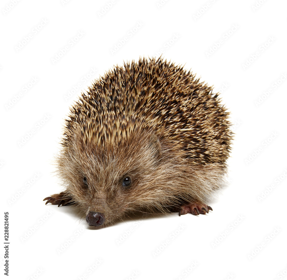 Hedgehog isolated on white Hedgehog isolated on white