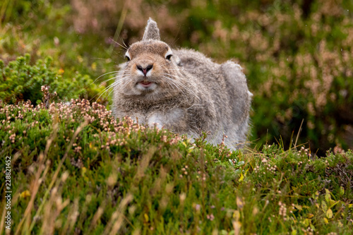 Mountain Hare Facing Forwards having Stretch  Lepus timidus 