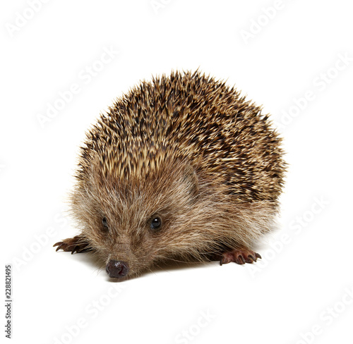 Hedgehog isolated on white