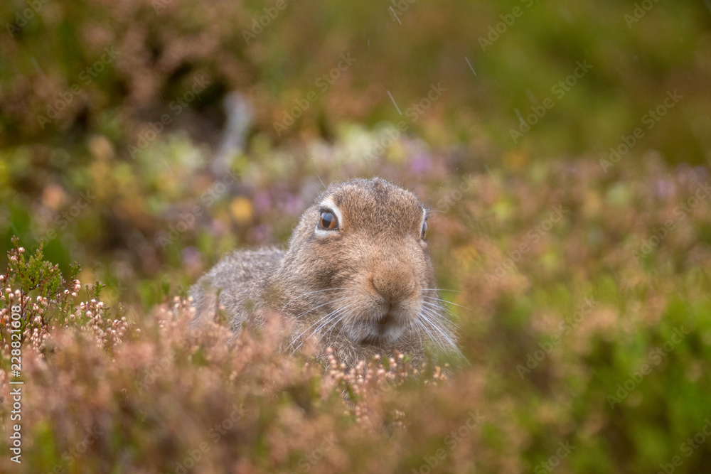 Mountain Hare Sitting in Flowering Heather in the Autumn (Lepus timidus)