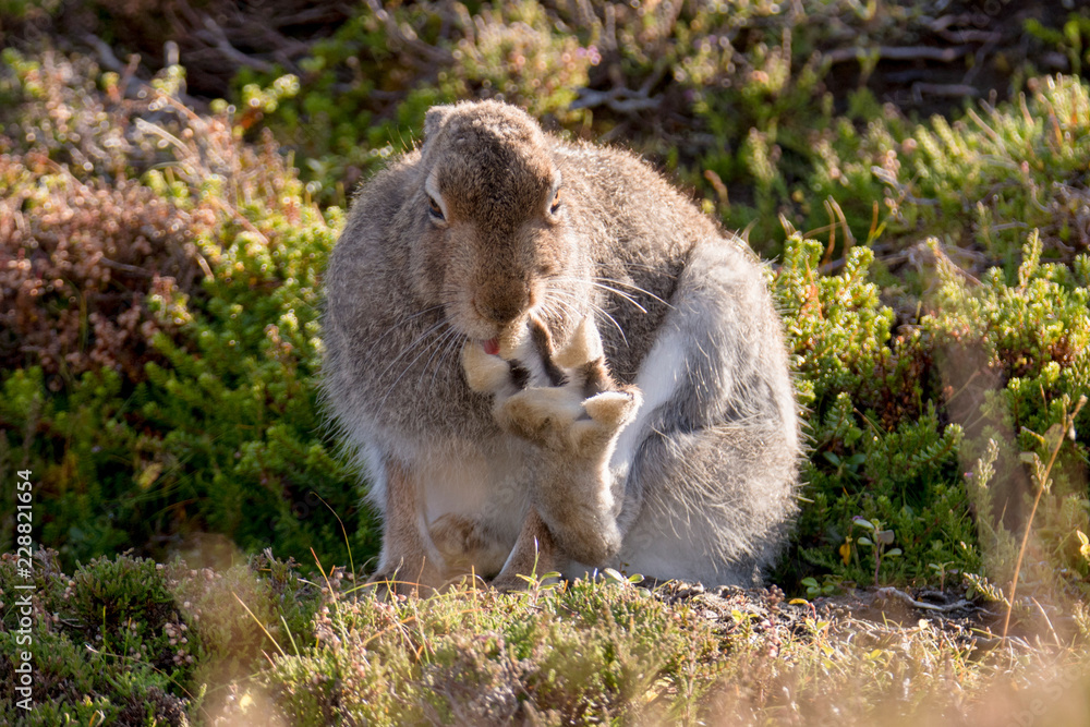 Mountain Hare Licking Outstretched Back Paw in Order to Groom (Lepus Timidus) Mountain Hare Licking Outstretched Back Paw in Order to Groom (Lepus Timidus)