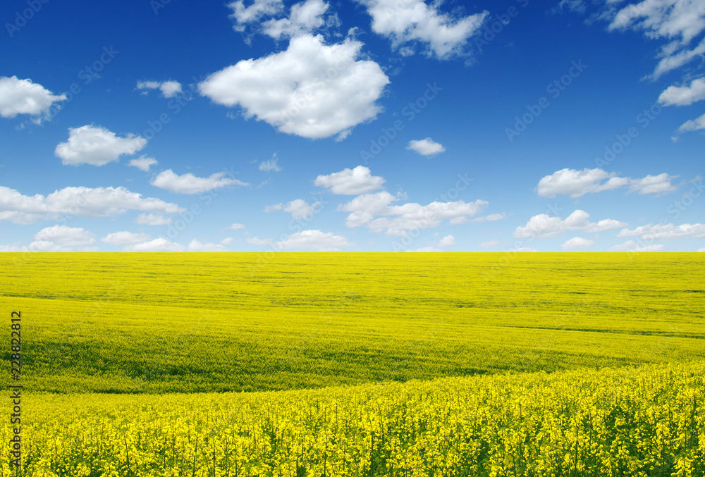 golden field on sky golden field on sky