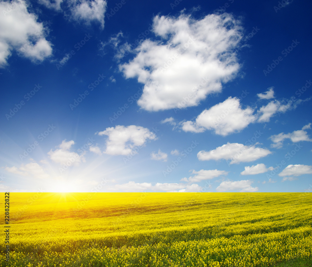 golden field on sky golden field on sky