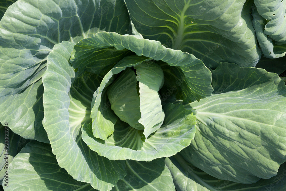 Fototapeta premium head of cabbage