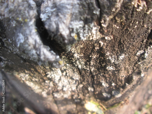the surface texture of a sawn tree trunk