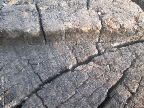 the surface texture of a sawn tree trunk