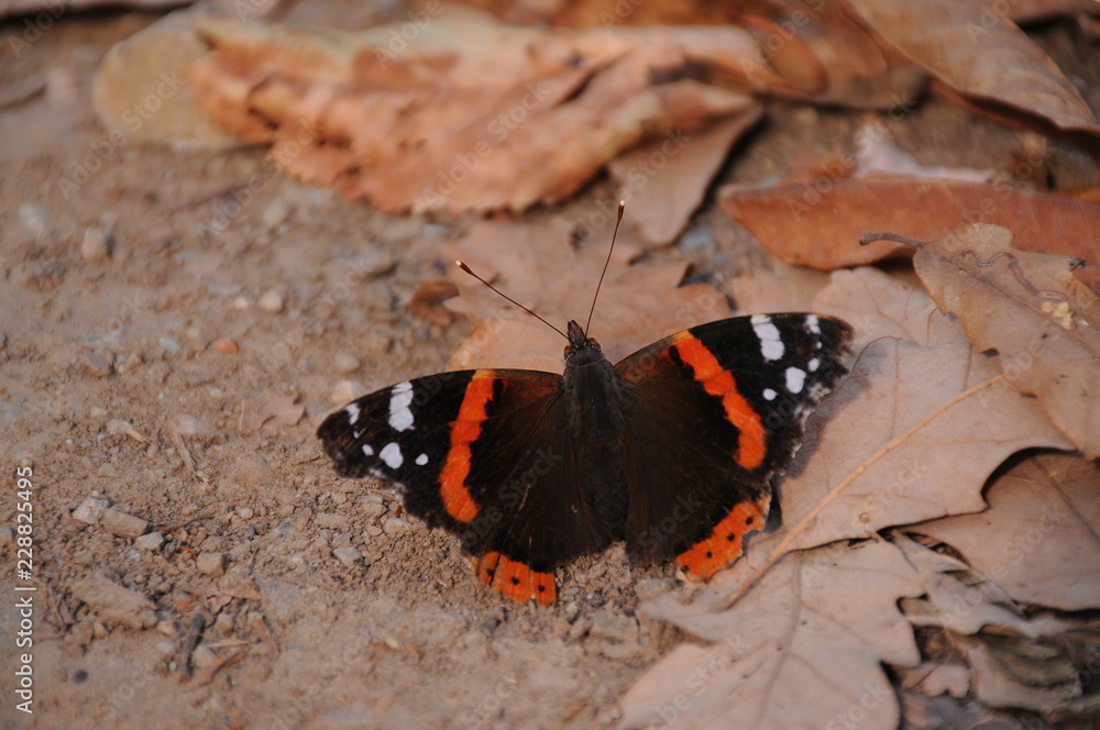 Red admiral butterfly and orange leaf in the fall day Red admiral butterfly and orange leaf in the fall day
