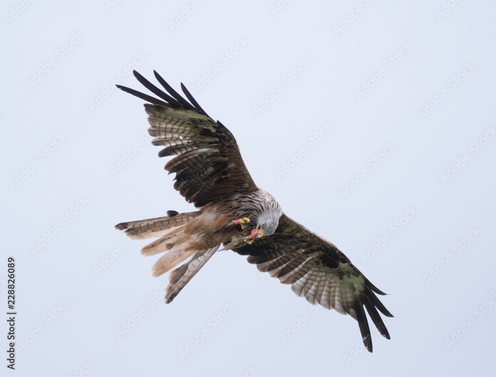 Red Kite (Milvus milvus) Feeding on the Wing at Gigrin Farm, Wales, UK Red Kite (Milvus milvus) Feeding on the Wing at Gigrin Farm, Wales, UK